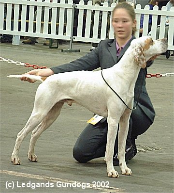 2nd Post Grad Dog
